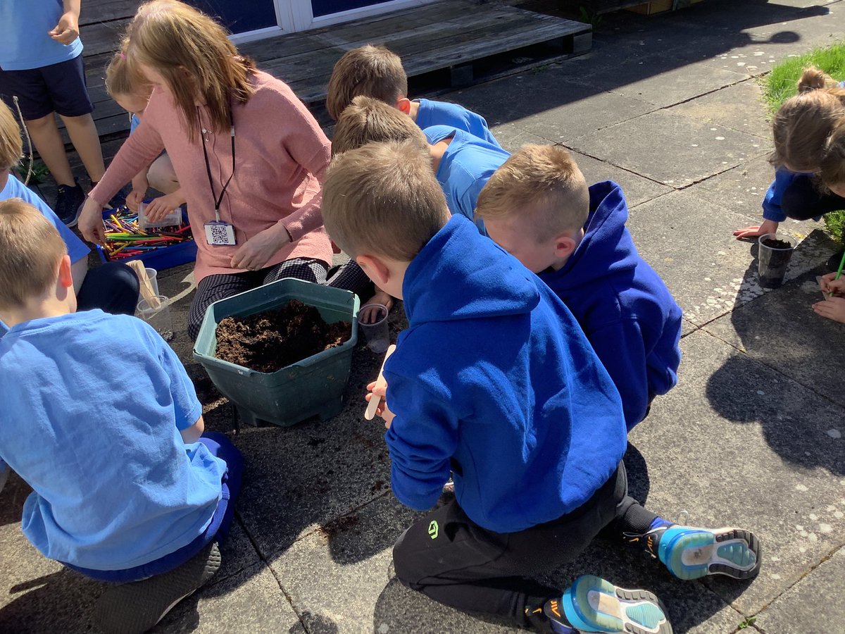 StAgnesY2's tweet photo. We have started our plants topic in science this week. The students planted sunflowers with a partner. We will be observing their growth in the coming weeks. #stagnesscience https://t.co/z3MvXq5J6M