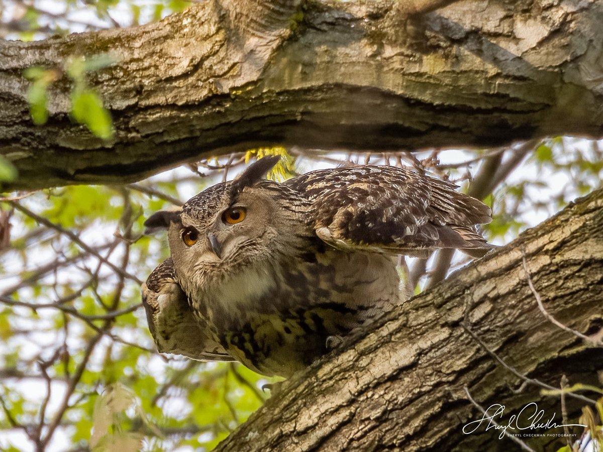 It’s Flaco Flyday (err Friday)! Have a great weekend everyone! #birdcpp #flaco #itstheweekend #eurasianeagleowl