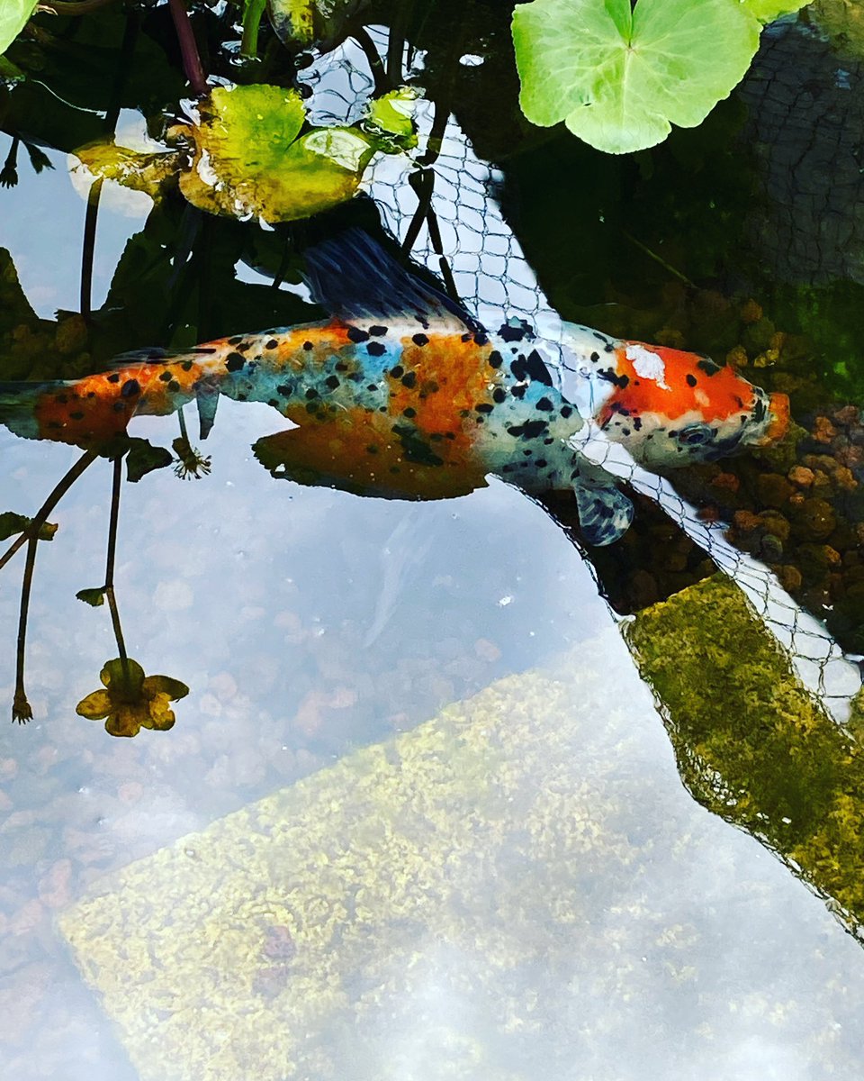 G27Marco's tweet image. Le #geant du #bassin au #jardin ! Et dire que toute cette progéniture de #poissons est partie du cadeau de @millair7570 et @patrice.castex ! Une belle prolifération!