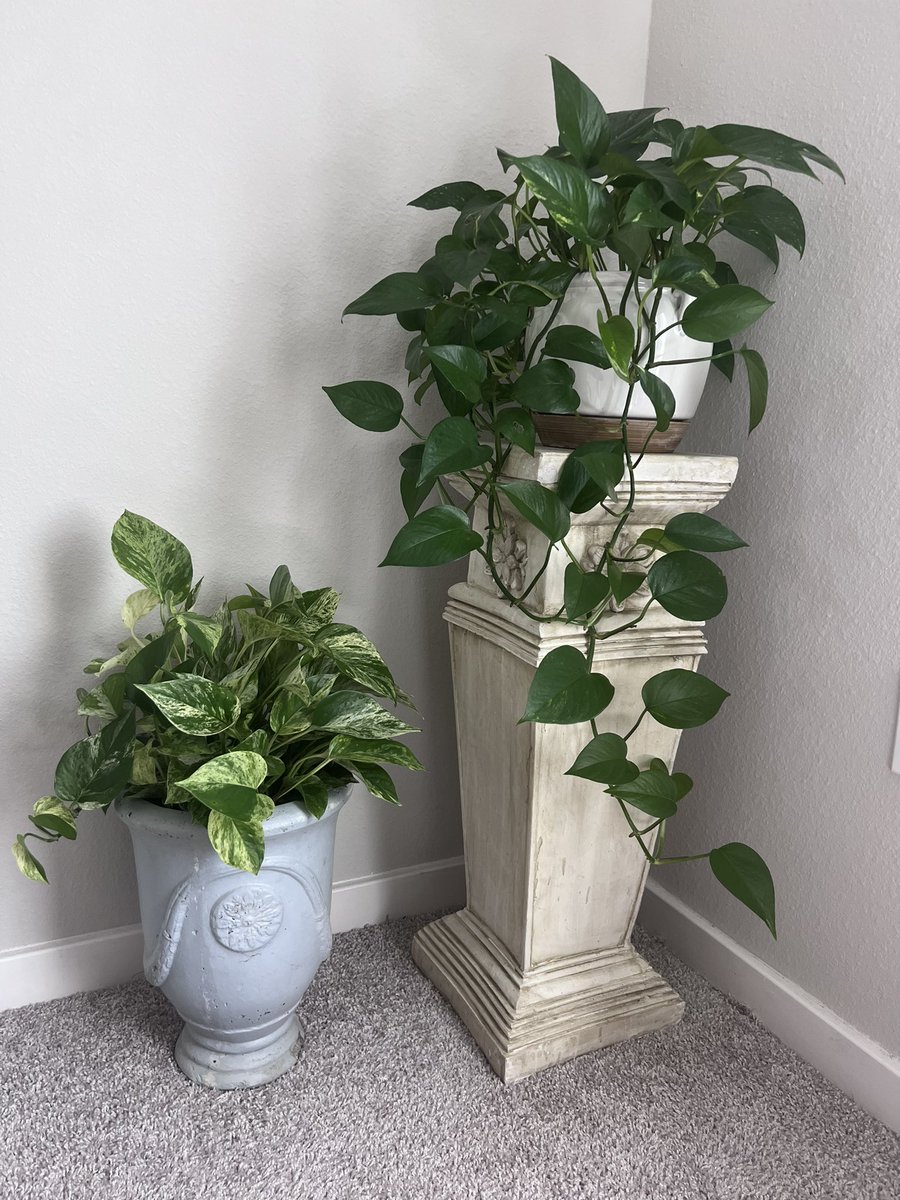 itsbriedwards's tweet photo. plant therapy 🥰🪴 https://t.co/qq0cLOUN0D