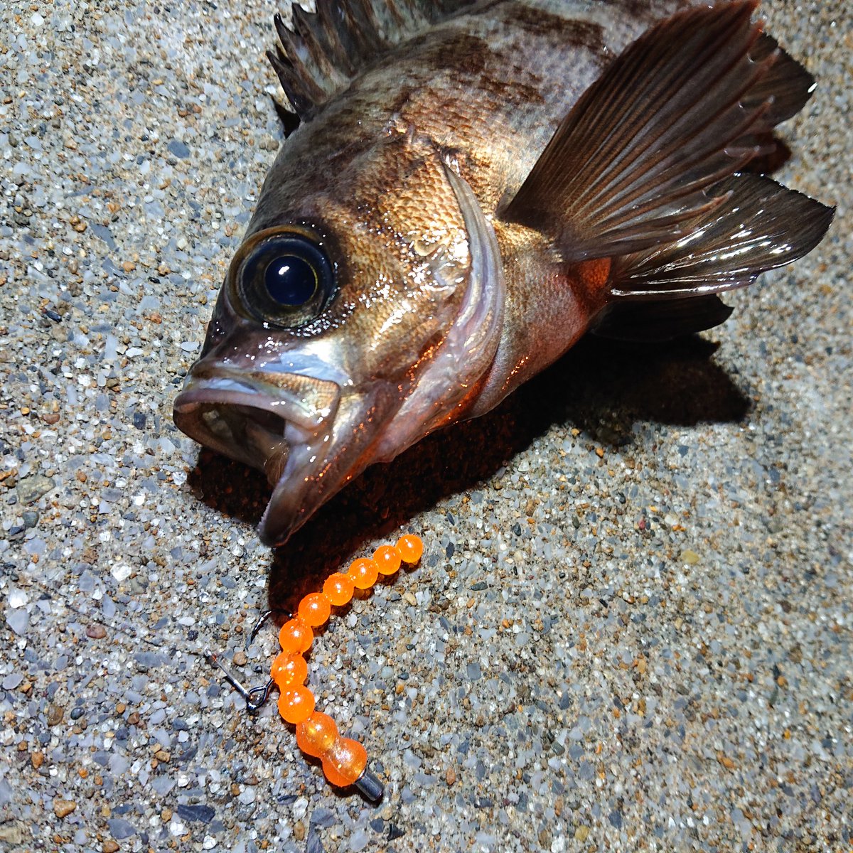 hinden_yosh's tweet photo. ネコリグっぽく使ってみた🎣
詳細は👇️
https://t.co/bHGrv5Ovm4
#ビーディ #BEADY #ThirtyFour https://t.co/NHWKvHZ9eS
