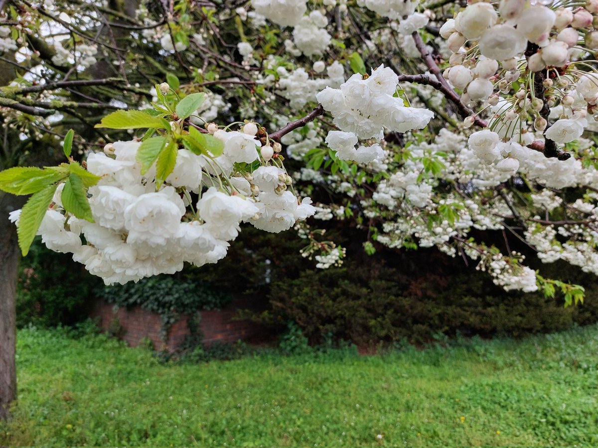 This tree has gone full bridal. 
#SpringInLondon