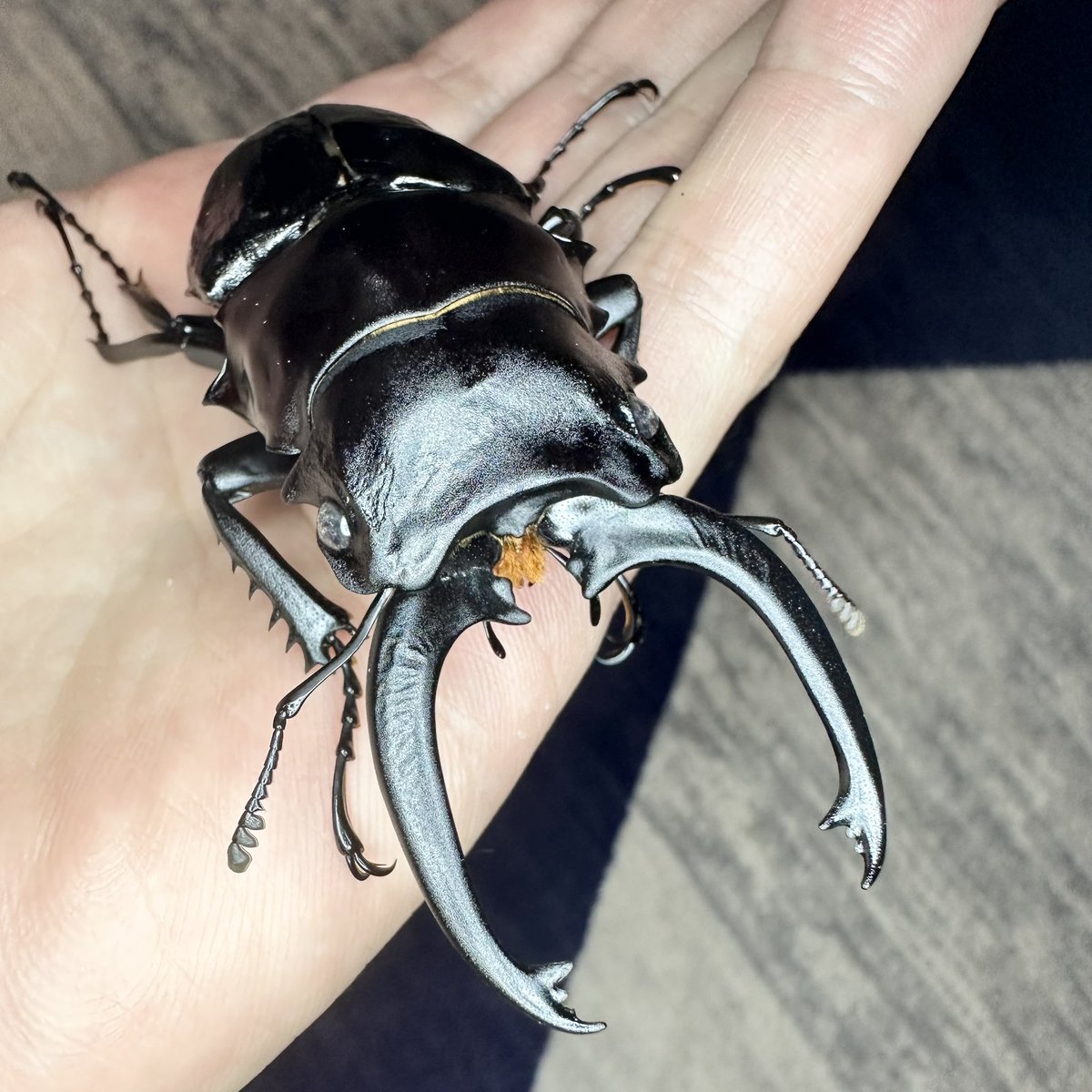 6pei567's tweet photo. なんとか顎が伸びてくれたシバツヤ原名
ここから7mm伸びるってマジ？
台湾ブリーダー凄すぎる https://t.co/FtBxQFuKvj