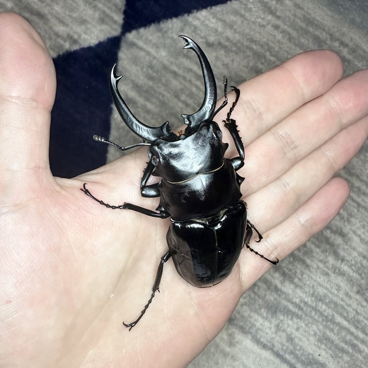 6pei567's tweet photo. なんとか顎が伸びてくれたシバツヤ原名
ここから7mm伸びるってマジ？
台湾ブリーダー凄すぎる https://t.co/FtBxQFuKvj