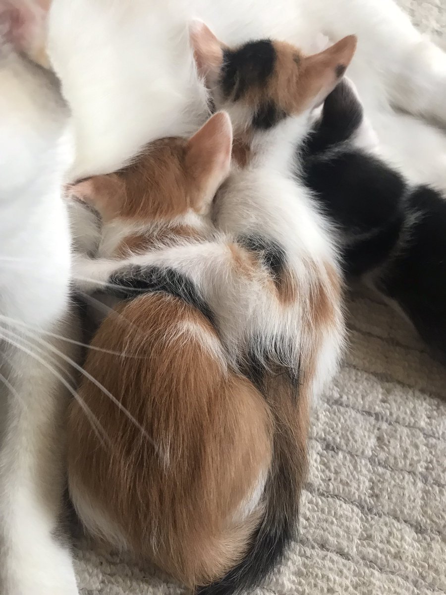 kohakumedel's tweet photo. パイタイムですが👀
このお脚は・😂 https://t.co/OFoeIb3JSh