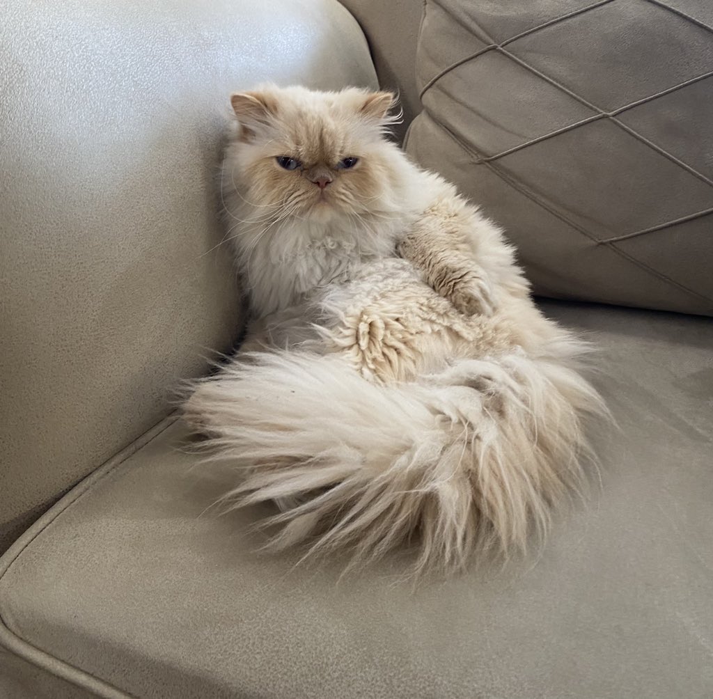 𝐊𝐢𝐚𝐧𝐚 tweet media