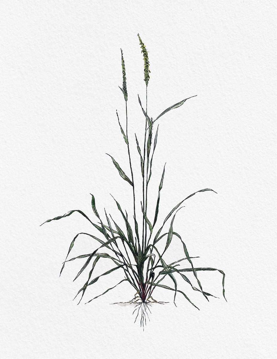 Fernando Rabanal tweet media