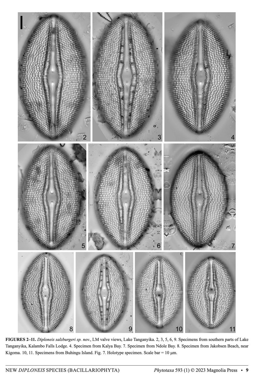 Meet Diploneis salzburgeri, one out of 25 new diatom species from Lake Tanganyika and surroundings described in an extensive research work by Eci Jovanovska et al.: mapress.com/pt/article/vie…