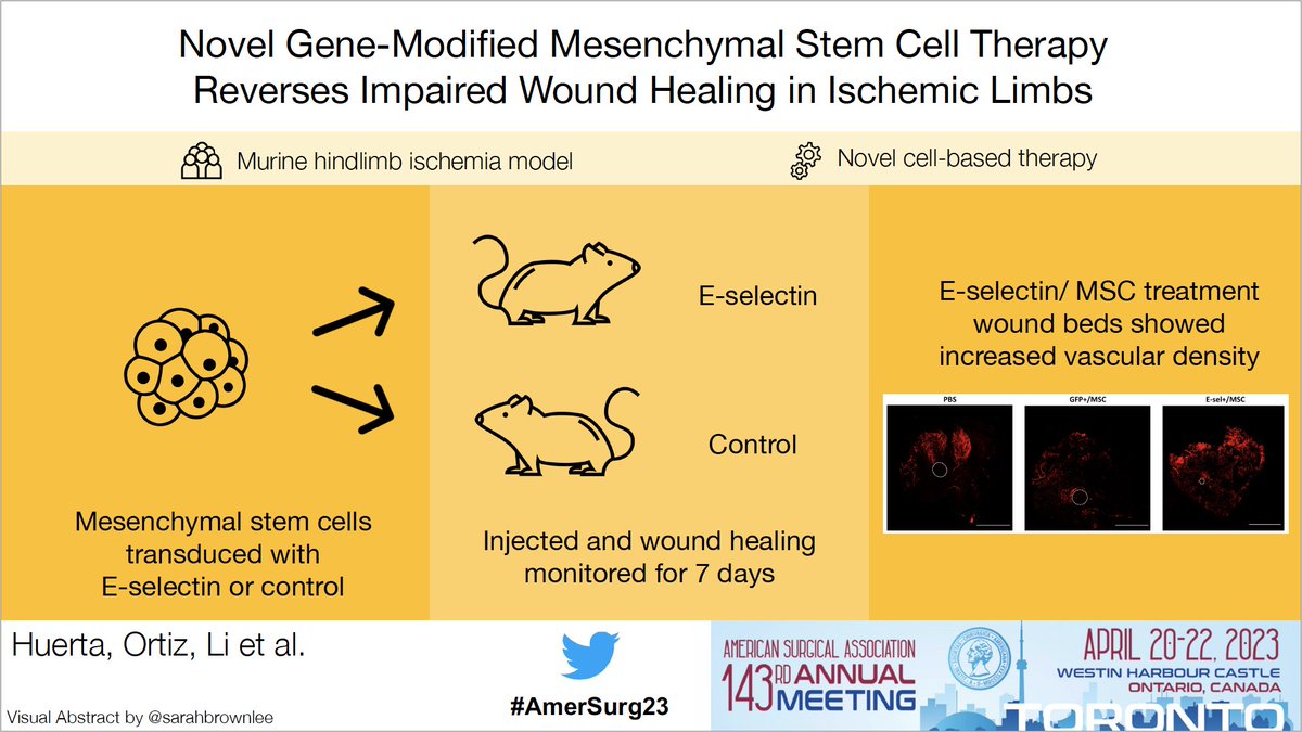 Novel Gene-Modified Mesenchymal Stem Cell Therapy Reverses Impaired Wound Healing in Ischemic Limbs 
<a href="/OmaidaVelazquez/">Omaida C. Velazquez</a>
#AmerSurg23