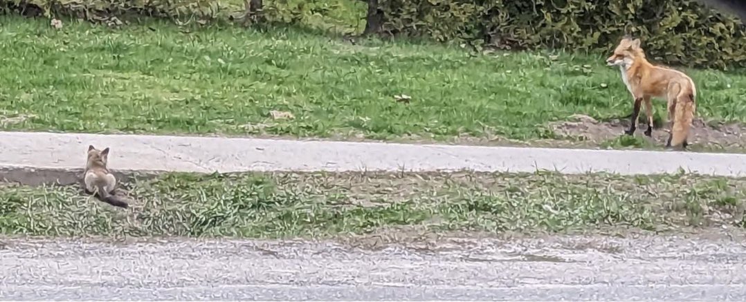 MIHomeYGK's tweet photo. ⚠️ A reminder to please use extra caution at this time of year on Front Rd and keep an eye out for this family of foxes. https://t.co/nq1GJwacl3