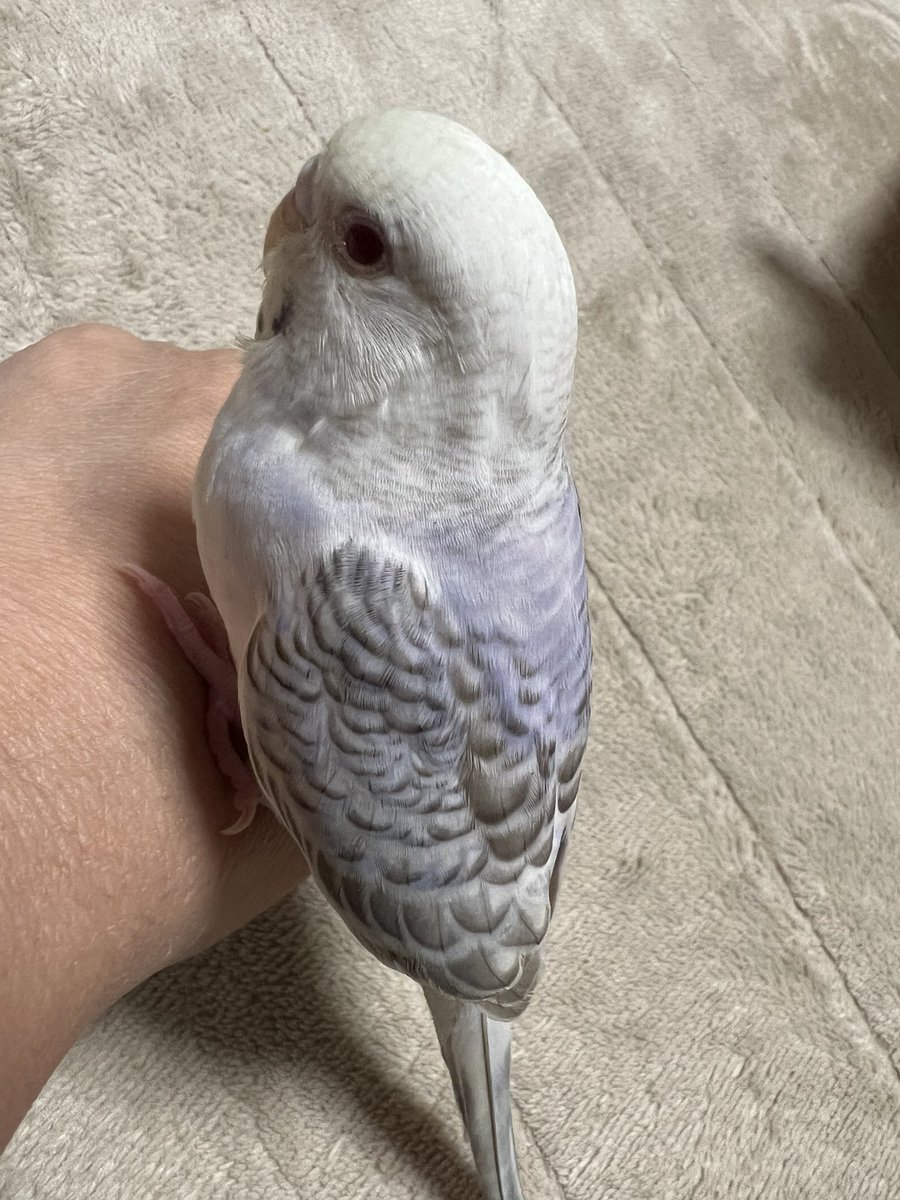 vo0_ue's tweet photo. ルビーのとぼけた顔🥰 https://t.co/0OwCVjiBzR