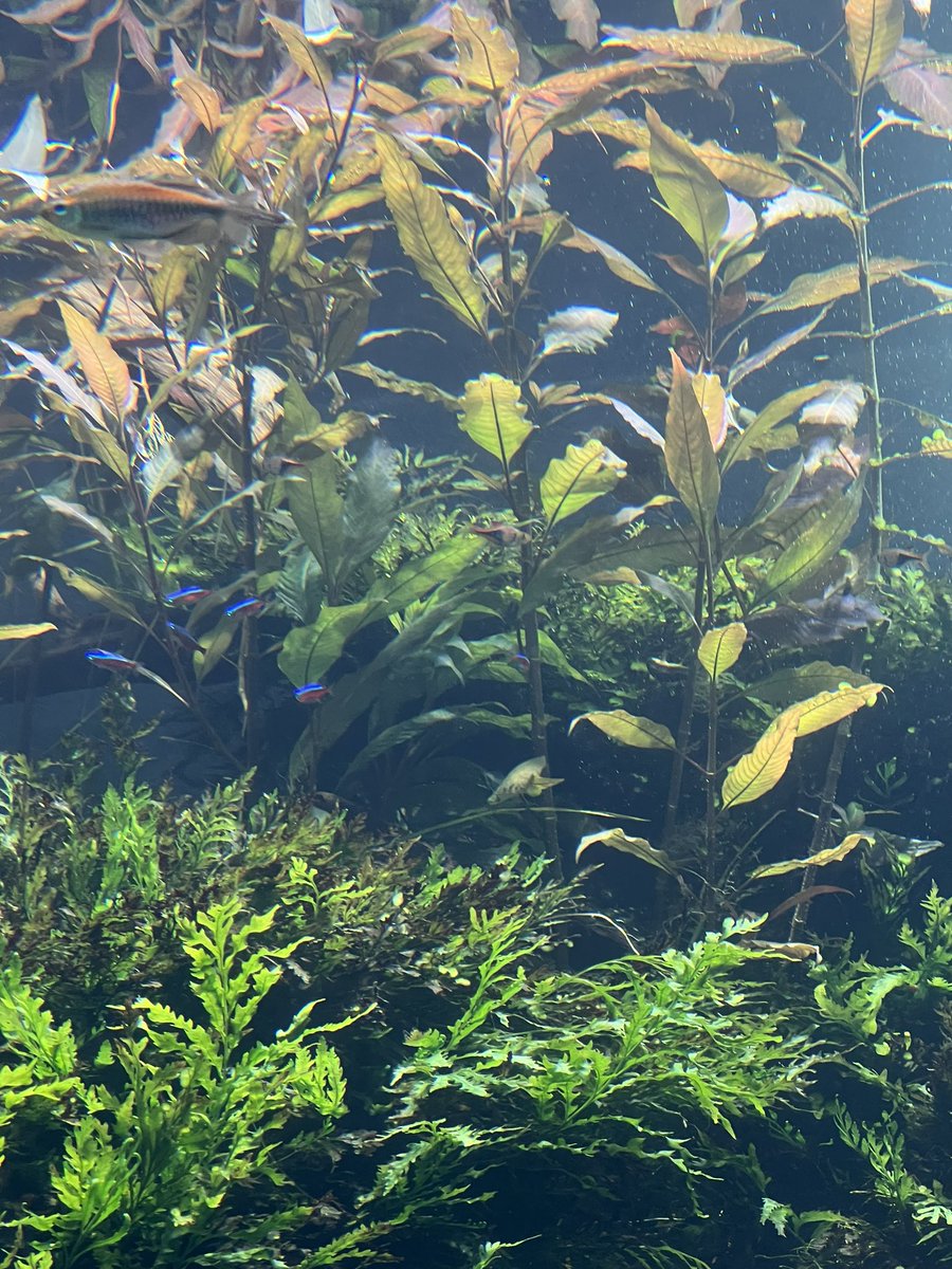 FredMaahs's tweet photo. There’s so many things to do indoors on a rainy day in Portugal. This morning I had an amazing tour of #accessible #Oceanaria. Originally built for the ‘98 World Expo, some of the most interesting and endangered species are being saved and on display! @visitportugal https://t.co/94X1R5FFDd