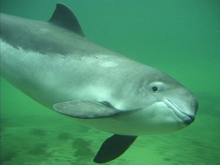 Institut für Terrestrische und Aquatische Wildtierforschung (#ITAW) der Tierärztlichen Hochschule Hannover: Seehunde, Kegelrobben, Schweinswale (Foto), Delfine, Fischotter, Pott- und Zwergwale, Seevögel, sind durch Klimawandel stark gefährdet. tiho-hannover.de/itaw