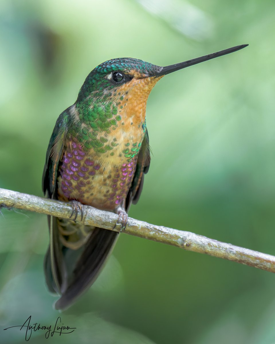 anthonylujan's tweet photo. Such a beautiful lady!
Blue-throated Starfrontlet - female
Coeligena helianthea
Colombia
Sony A1 - Sony 600mm
#ALhummingbirdperched

#BluethroatedStarfrontlet #Starfrontlet #hummingbird #nuts_about_birds #earthcapture #colibrí #beijaFlor #hummingbirds #nature #natgeoyourshot #... https://t.co/sua2zwcWDq
