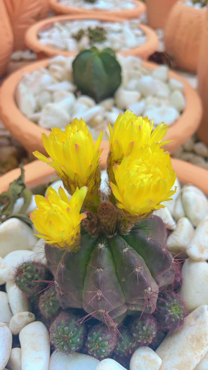 store_succulent's tweet photo. #yellowbloom https://t.co/0JjwP8H33k
