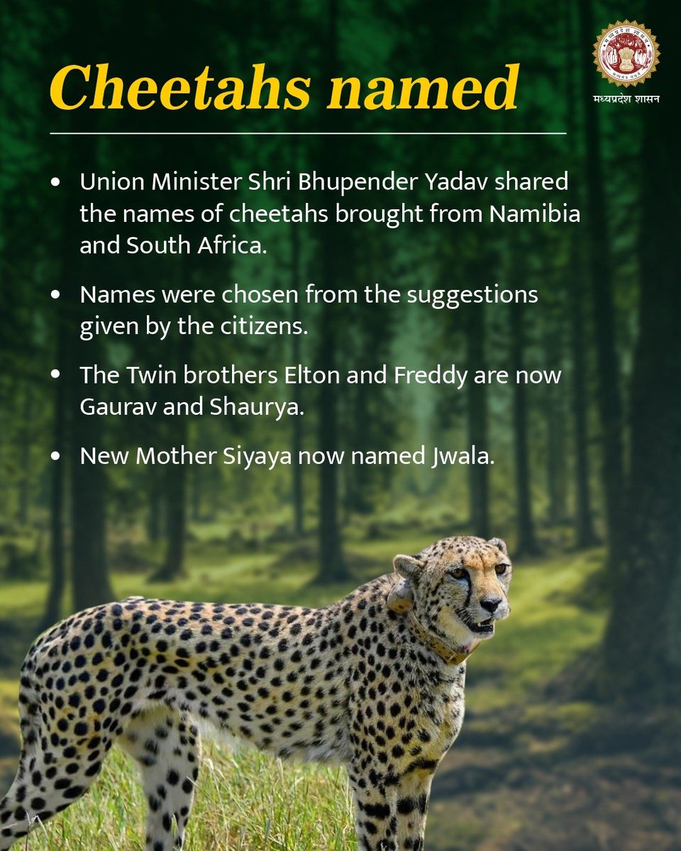 minforestmp's tweet image. Naming our Sprinters!  

These names were selected in a competition held after PM Shri @narendramodi during his #MannKiBaat address on 25th Sep 22.  

During his address, he asked to suggest names for cheetahs reintroduced from Namibia &amp;amp; South Africa.

@byadavbjp
#CheetahStateMP