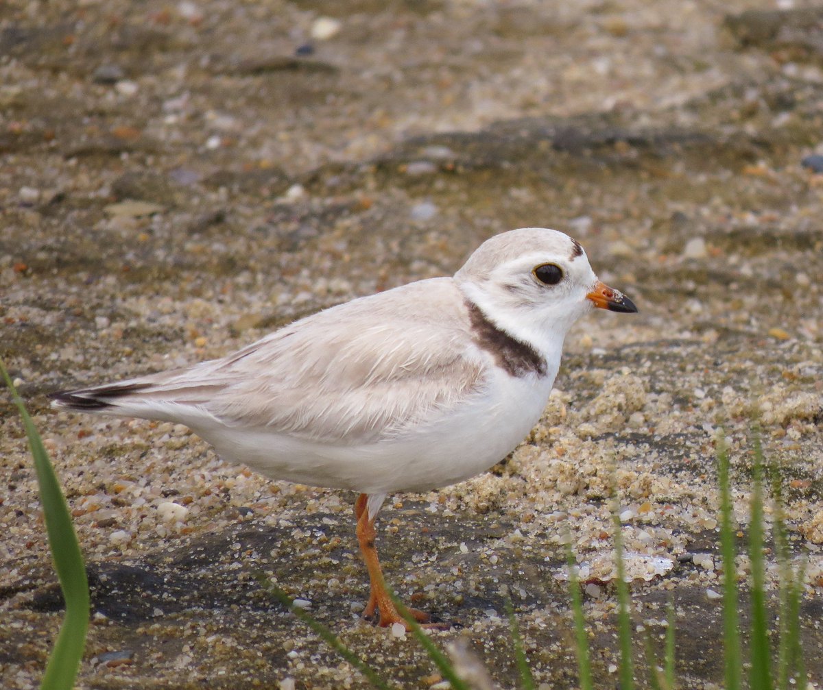 TheTrusteesMV's tweet photo. Welcome back #PipingPlovers and special shorebirds! We are grateful our special places provide pristine habitat for #PIPLs - part of a  healthy beach system. Shorebird fencing delineates POTENTIAL nesting habitat. Once nests establish, we can adjust fencing areas. #sharetheshore https://t.co/HIsUqyYujZ