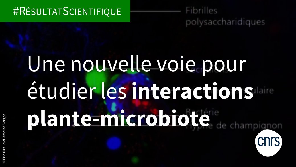 CNRSecologie's tweet photo. #RésultatScientifique🔍

Ces travaux ouvrent des nouvelles voies dans l'étude des interactions plante-microbiote, en particulier dans les mécanismes de sélection d’un microbiote bénéfique par et pour la plante 🌱

➡️https://t.co/yywdY23rto
📕https://t.co/SkYHez3ICx https://t.co/RmO2pmHG83