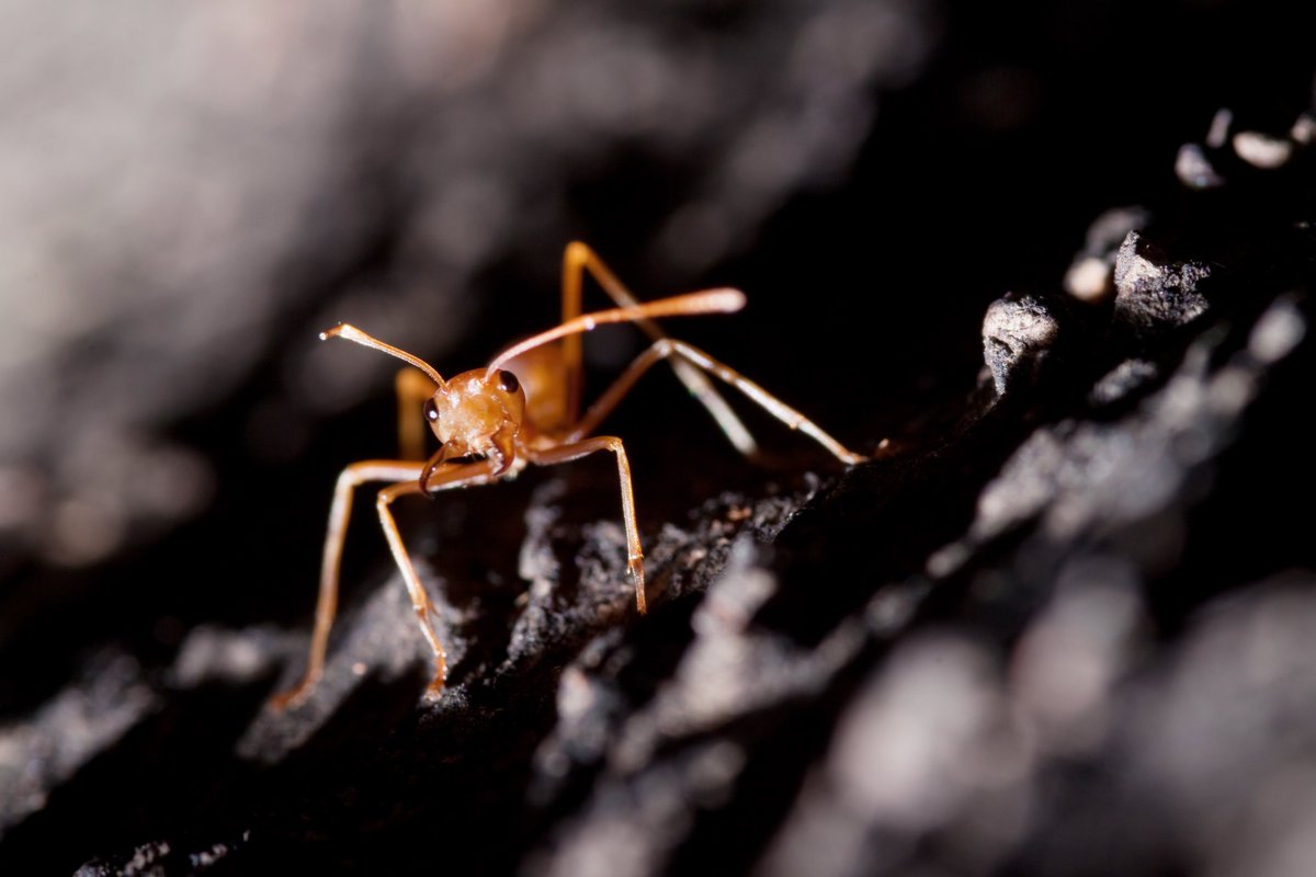 boyerror's tweet photo. มด : Ant
#ant #nature #macro #macrophotography #closeup #macrophoto #insect #natureoftheday #pictureoftheday #photooftheday #canon50d #canon #100macro #naturelovers #thailand https://t.co/P5weQBa9X4