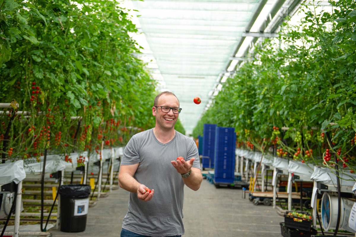 BritishTomatoGrowers tweet media