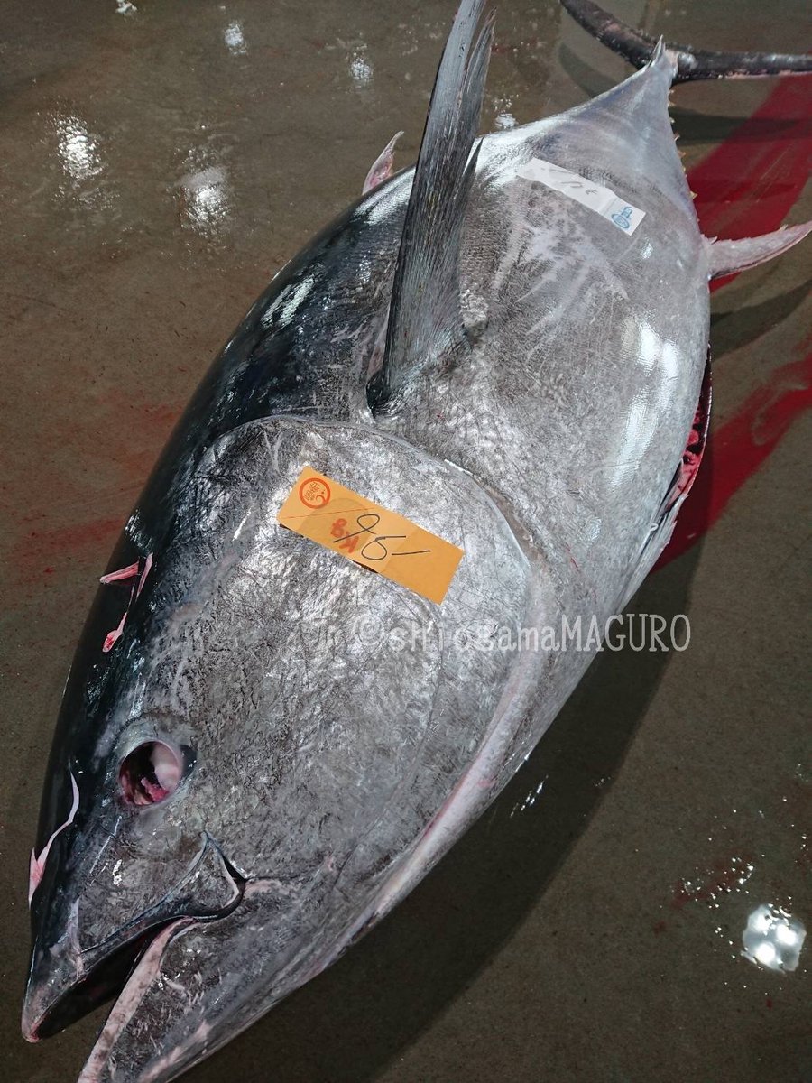 今朝(2023/04/21)の宮城県塩釜港、塩釜市魚市場・競り場です。旋網(まきあみ)天然本鮪の初水揚げがありました☺️✨