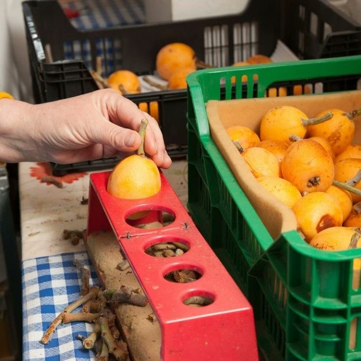 Turismo_Callosa's tweet photo. Ya ha llegado la temporada de los NÍSPEROS DE CALLOSA 🤤

¿Todavía no los has probado? 
Pregunta por ellos en tu frutería o supermercado.

Pide #nisperosdecallosa con D.O.P. sinónimo de producto de calidad. 
📸 @nispero_callosa

#callosadensarria 
#costablanca 
#mediterranienviu https://t.co/BNJorZfsGq