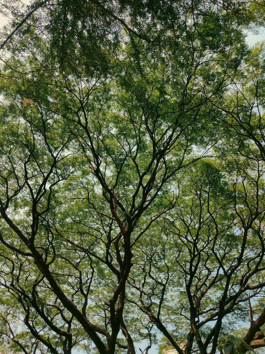 Myphotostoryy's tweet image. #SpringOnSnapdragon
 Green💚✨🎉#ShotOnSnapdragon #OPPOFindX3Pro #Snapdragon @Snapdragon @oppo #SnapdragonInsiders