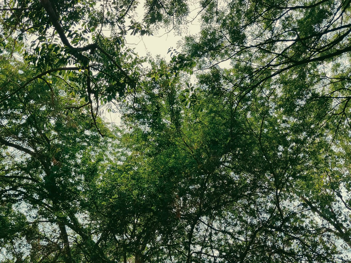 Myphotostoryy's tweet image. #SpringOnSnapdragon
 Green💚✨🎉#ShotOnSnapdragon #OPPOFindX3Pro #Snapdragon @Snapdragon @oppo #SnapdragonInsiders