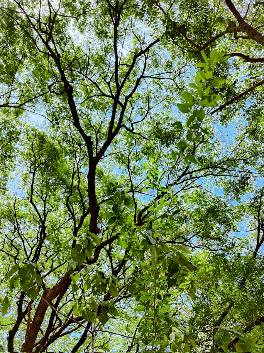 Myphotostoryy's tweet image. #SpringOnSnapdragon
 Green💚✨🎉#ShotOnSnapdragon #OPPOFindX3Pro #Snapdragon @Snapdragon @oppo #SnapdragonInsiders