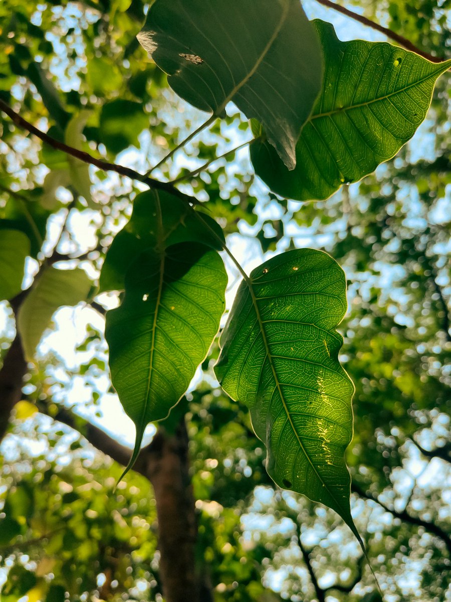 Myphotostoryy's tweet image. #SpringOnSnapdragon
 Green💚✨🎉#ShotOnSnapdragon #OPPOFindX3Pro #Snapdragon @Snapdragon @oppo #SnapdragonInsiders