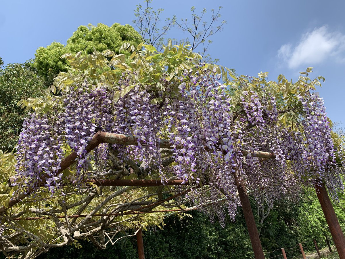 Gacci@Amiliyah🍙 tweet media