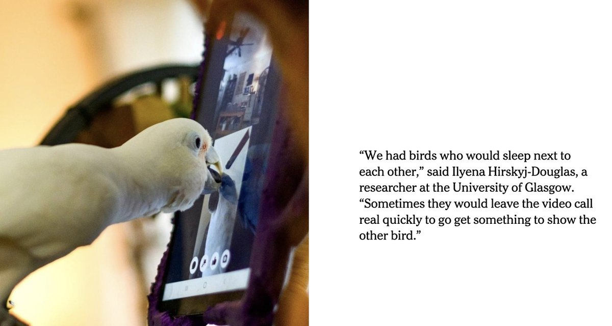 neuroecology's tweet image. omg this is adorable

scientists set up an experiment where birds could request to video chat with each other

turns out birds love to video chat with their friends ❤️

nytimes.com/interactive/20…