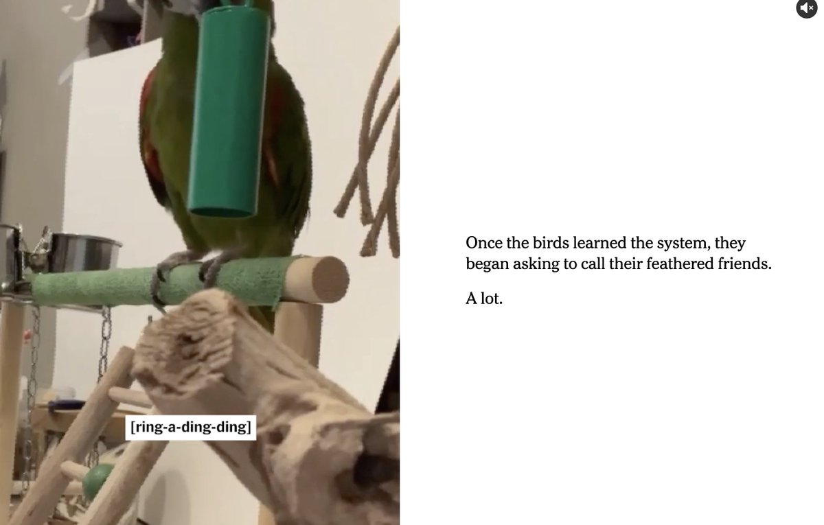 neuroecology's tweet image. omg this is adorable

scientists set up an experiment where birds could request to video chat with each other

turns out birds love to video chat with their friends ❤️

nytimes.com/interactive/20…