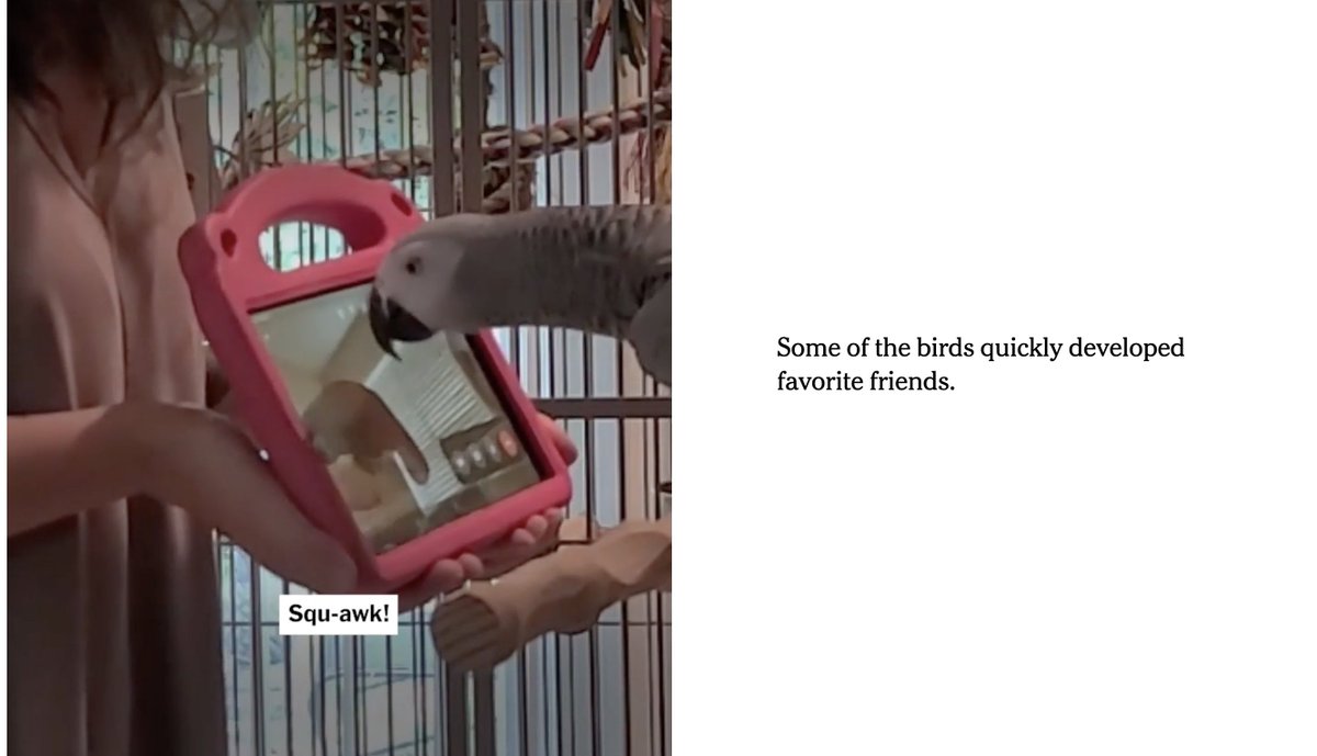 neuroecology's tweet image. omg this is adorable

scientists set up an experiment where birds could request to video chat with each other

turns out birds love to video chat with their friends ❤️

nytimes.com/interactive/20…