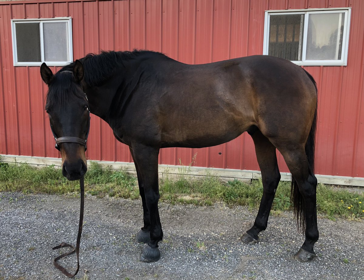 eventingberbz's tweet photo. Can we take a moment to admire him 🤤 vitamin e has been suchhh a game changer for Bourbon. Listen to your horses. https://t.co/WSZlym4kpN