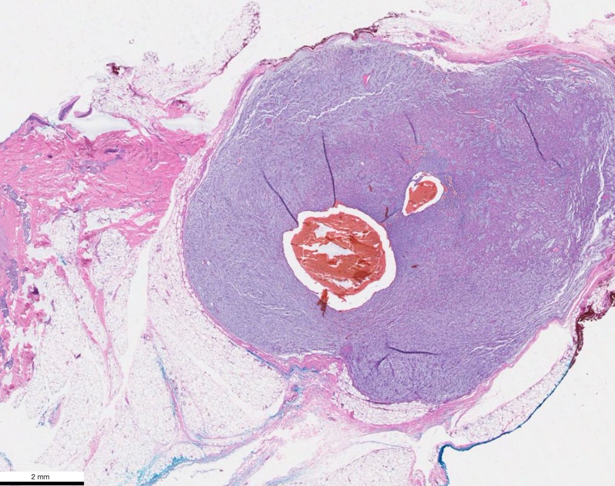 Vladimir Kushnarev tweet media