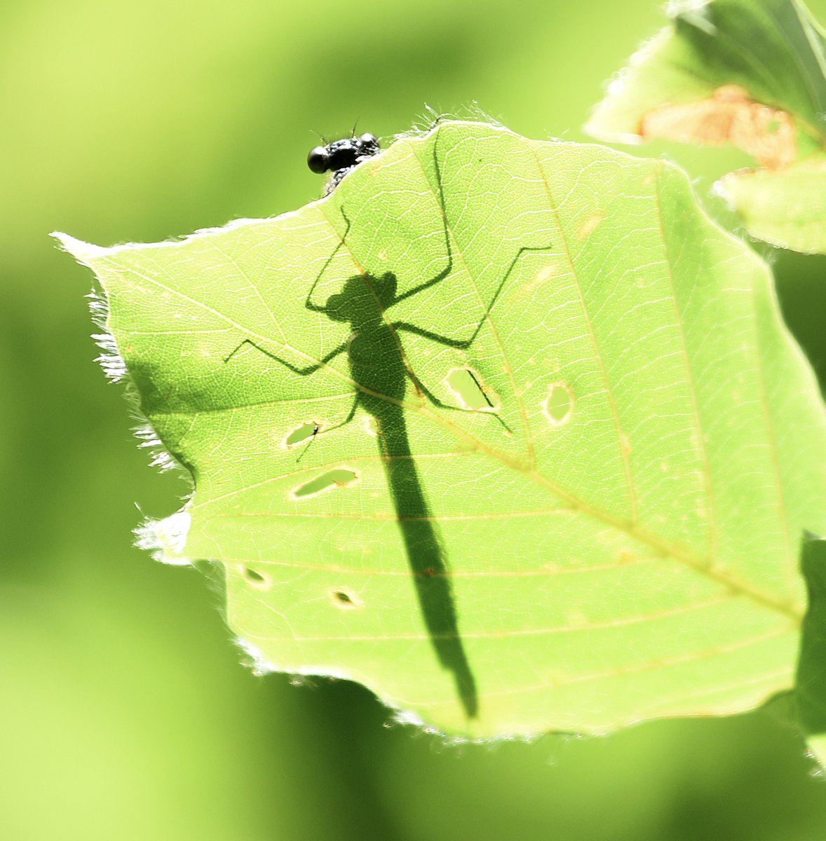 the_beeguy's tweet image. Way early today so that you can consume yet another incredible bee fact and get started on the weekend before you really ought to.
Enjoy.
Have a great weekend.
And if you’re in your garden - go gentle - little creatures live there!
#theBeeAt3 #weekend 
Pic courtesy @The_BeeGirl