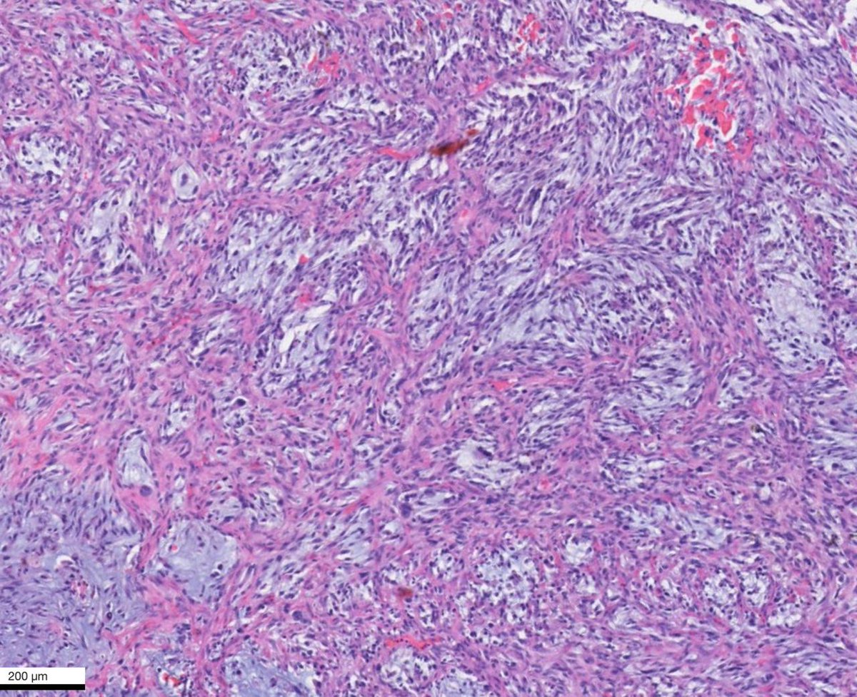 Vladimir Kushnarev tweet media