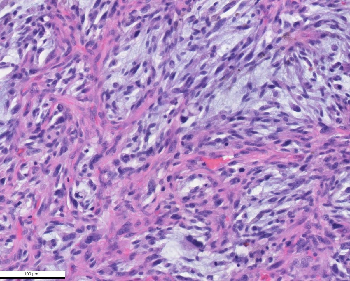 Vladimir Kushnarev tweet media