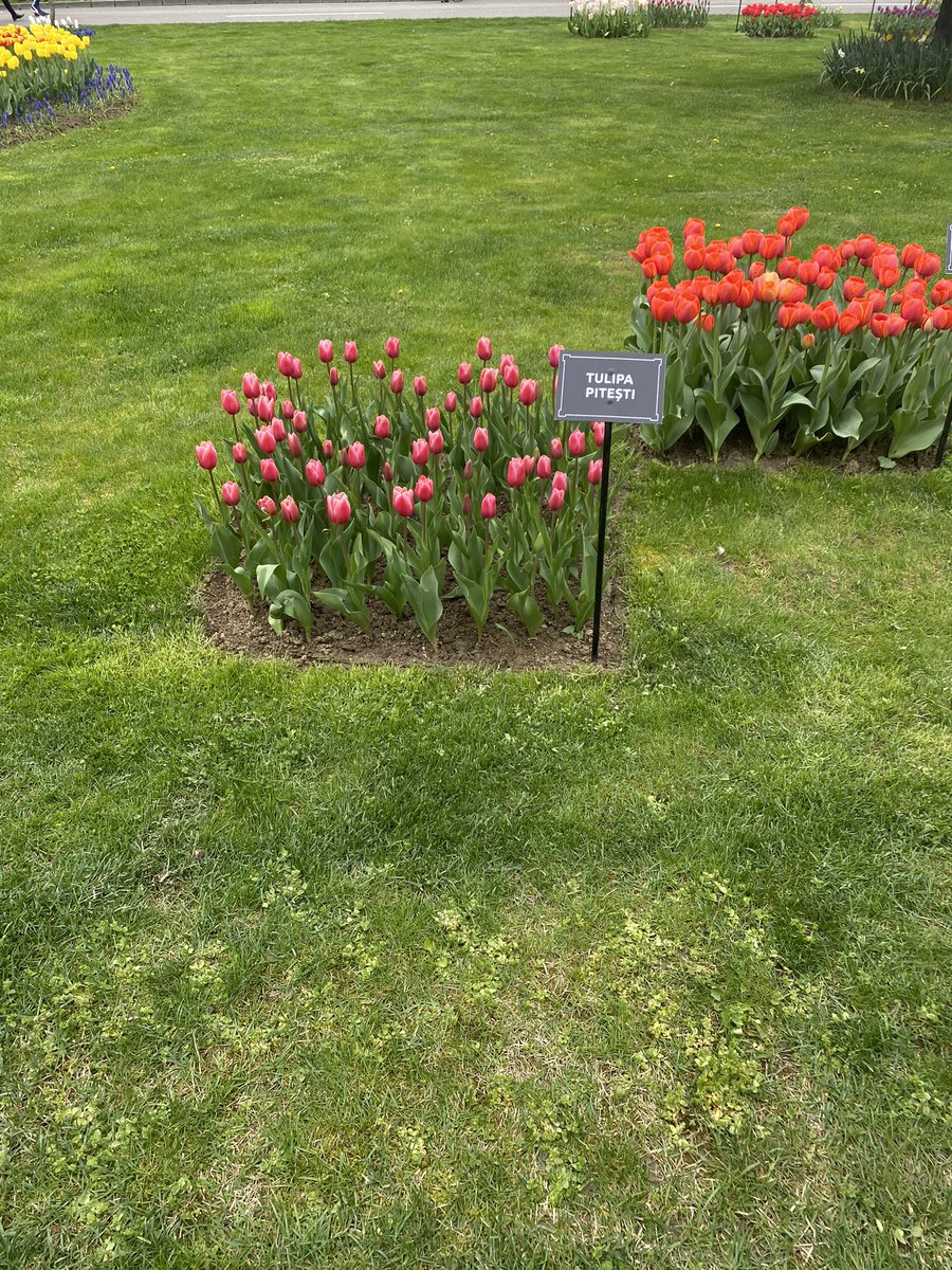 Het jaarlijks Symfonia Lalelelor Tulpen feest in #Pitesti verbindt mensen en landen. @Agrobericht <a href="/minlnv/">Minlvvn</a> <a href="/RVO_Int_Ond/">RVO Internationaal</a> De prachtige #Tulipa #Pitesti, ontworpen voor de stad door de NL specialist FransTimmerman kan daarbij altijd op veel belangstelling rekenen.
