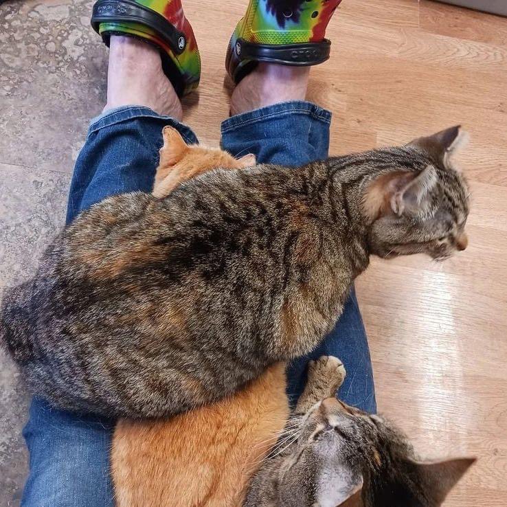 CrashsLanding's tweet photo. Cats will find a way to lay on a lap. Even it means laying on a kitty who is lying on a lap. 😆

📷: Tanis, Isa (underneath Tanis), and Tweetie

#LapCats #TabbyCats https://t.co/h1FXNvLFF6