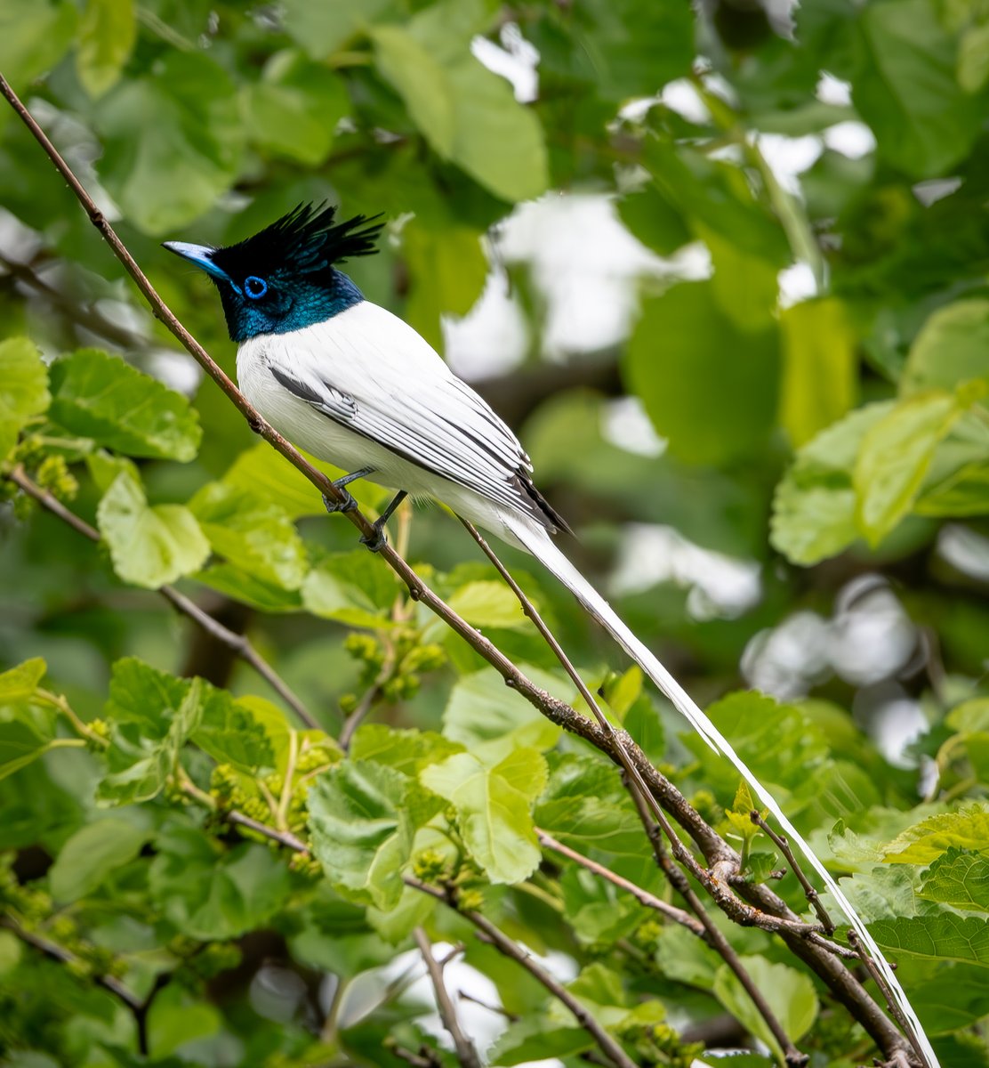 Gokumenon0179's tweet photo. #HimalayanParadiseFlyCatcher #BirdsofHimalayas #Birds #Photography #NikonD7500 #Sigma150600 https://t.co/4No94AtuMZ