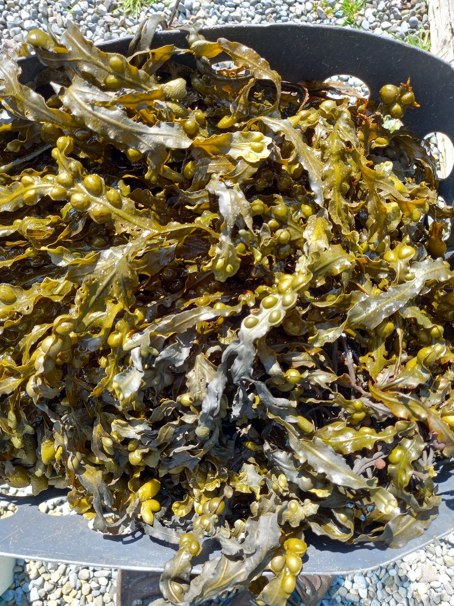 achill_baths's tweet photo. Wild seaweed picked for today's bookings. Call 087 7171713 for availability tomorrow. @achilltourism #AmazingAchill https://t.co/gfQ3rlAYte
