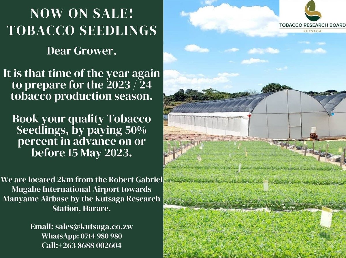 Kutsaga Research (@kutsagaresearch) on Twitter photo Dear Grower, tobacco seedling sales for 2023-2024 season are now open. <a href="/basera_john/">John Basera</a> <a href="/MoLAFWRD_Zim/">MinofLands,Agric,Fisheries,Water&Rural Development</a> <a href="/frank_magama/">Frank Magama</a> <a href="/ZimpapersAJ/">Zimpapers Agriculture Journal</a>
<a href="/timb_zw/">Tobacco Industry & Marketing Board</a> @TheFamerTalk <a href="/TobaccoZimbabwe/">Zimbabwe Tobacco Association</a>
<a href="/TTofuz/">Tobacco Farmers Union of Zimbabwe (TOFUZ)</a> <a href="/TobaccoGrowers/">ITGA </a> <a href="/tobaccoreporter/">Tobacco Reporter</a> <a href="/ZimbabweTobacco/">Zimbabwean Tobacco Enthusiast</a> <a href="/agribusiness110/">agribusiness1</a> <a href="/zpba_official/">Zimbabwe Plant Breeders Association</a> <a href="/zfu_official/">ZFU_Official</a> <a href="/AgritexS/">ARDAS (AGRITEX)</a> Dear Grower, tobacco seedling sales for 2023-2024 season are now open. <a href="/basera_john/">John Basera</a> <a href="/MoLAFWRD_Zim/">MinofLands,Agric,Fisheries,Water&Rural Development</a> <a href="/frank_magama/">Frank Magama</a> <a href="/ZimpapersAJ/">Zimpapers Agriculture Journal</a>
<a href="/timb_zw/">Tobacco Industry & Marketing Board</a> @TheFamerTalk <a href="/TobaccoZimbabwe/">Zimbabwe Tobacco Association</a>
<a href="/TTofuz/">Tobacco Farmers Union of Zimbabwe (TOFUZ)</a> <a href="/TobaccoGrowers/">ITGA </a> <a href="/tobaccoreporter/">Tobacco Reporter</a> <a href="/ZimbabweTobacco/">Zimbabwean Tobacco Enthusiast</a> <a href="/agribusiness110/">agribusiness1</a> <a href="/zpba_official/">Zimbabwe Plant Breeders Association</a> <a href="/zfu_official/">ZFU_Official</a> <a href="/AgritexS/">ARDAS (AGRITEX)</a>