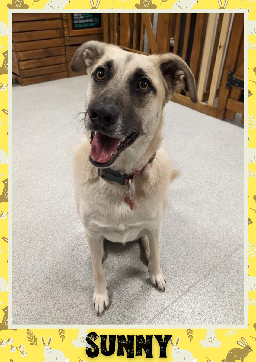 OakwoodRescue's tweet photo. Cheeky boy Sunny would like you to retweet him so the people who are searching for their perfect match might just find him 💚🙏 https://t.co/75eERcMX47 
#teamzay #dogsoftwitter #rescue #rehomehour #adoptdontshop #k9hour #rescuedog #adoptable #dog https://t.co/6xYSutMaqr