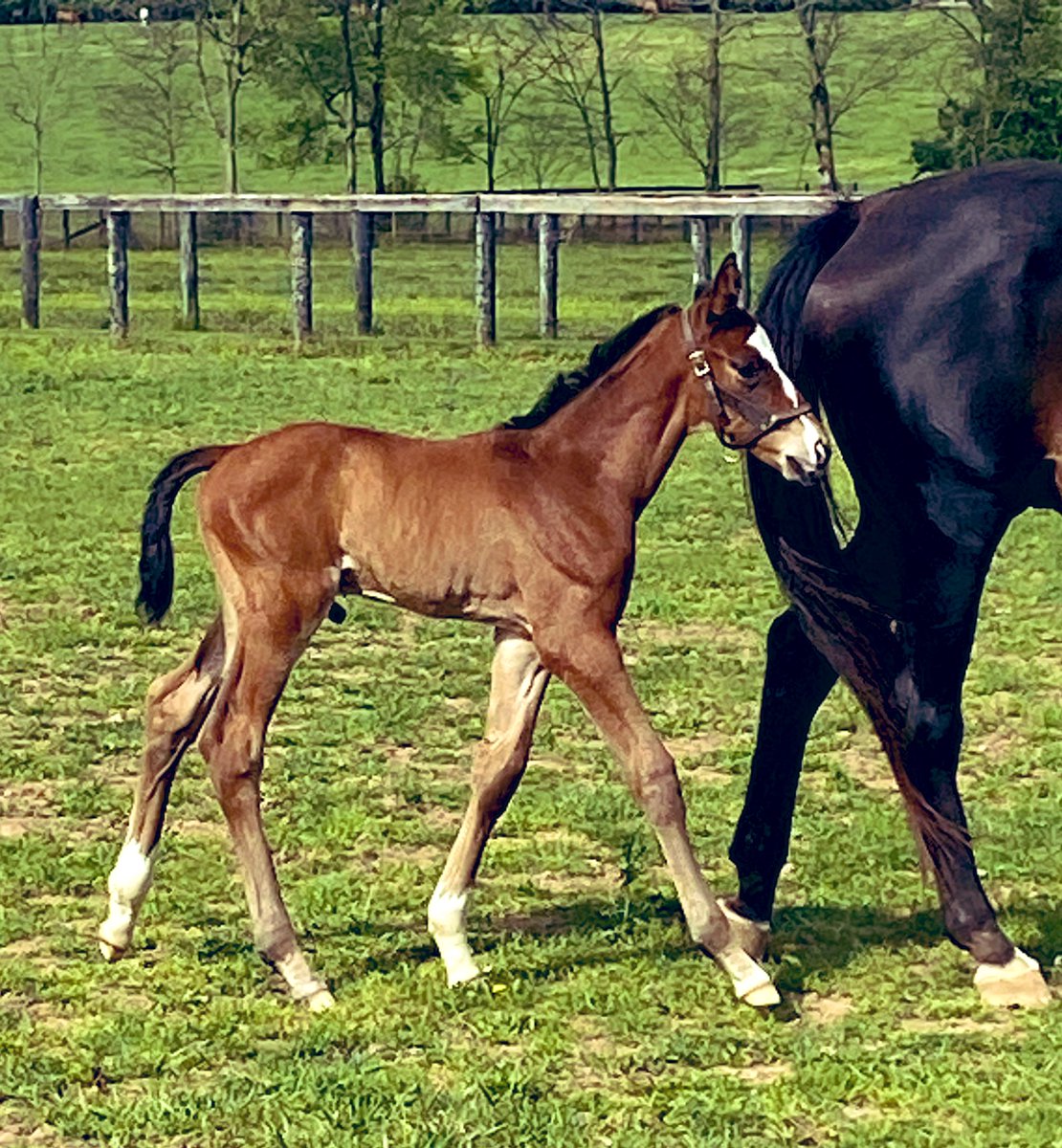 Hall Stables (@hallstables) on Twitter photo Happy #FoalFriday from our handsome Authentic (Sister Blues) colt celebrating his 1 week birthday!
🐎❤️☀️
<a href="/spendthriftfarm/">Spendthrift Farm</a> | <a href="/scarteenstud/">Richie Donworth</a> Happy #FoalFriday from our handsome Authentic (Sister Blues) colt celebrating his 1 week birthday!
🐎❤️☀️
<a href="/spendthriftfarm/">Spendthrift Farm</a> | <a href="/scarteenstud/">Richie Donworth</a>
