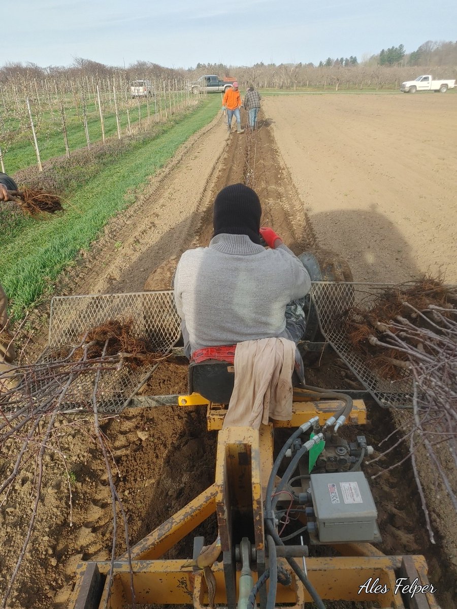 Planting with Townsend's crew🍎🍏 🌺🌿👌