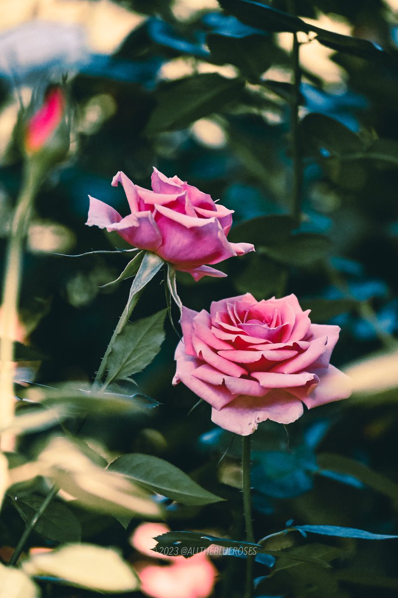 alltheblueroses's tweet photo. two of hearts https://t.co/UiTHQ2vEjE
