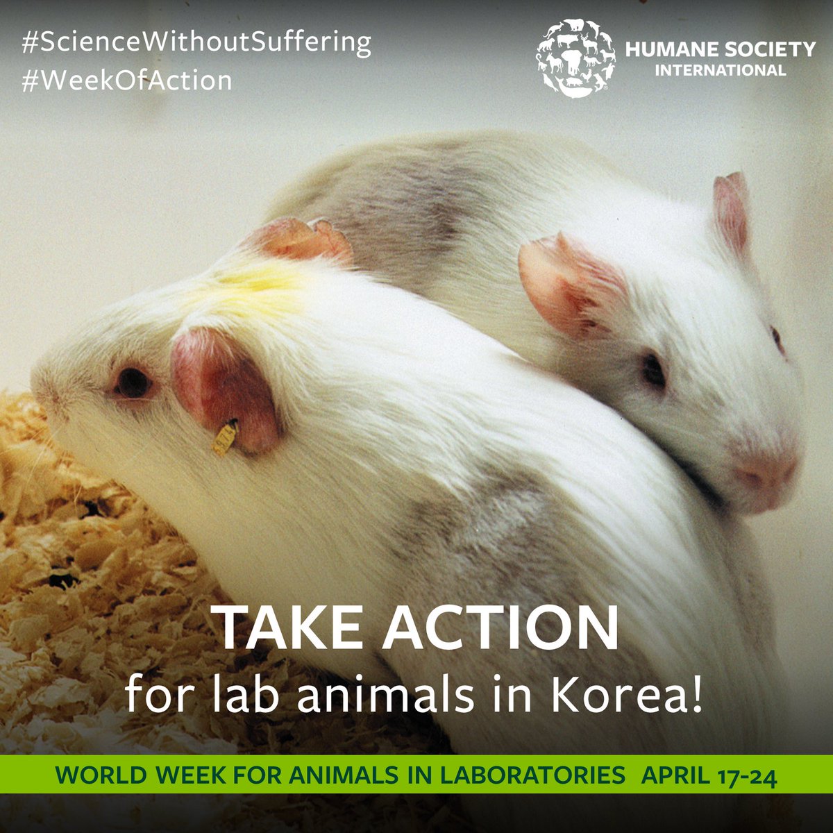 humaneworldeat's tweet image. ‼️ Every year, millions of monkeys, dogs, rabbits, pigs, birds and rodents suffer and die in South Korean laboratories. 😢

 🇰🇷 Today, we urge South Korea citizens to join our #WeekofAction and support #ScienceWithoutSuffering by signing our petition: action.hsi.org/page/89954/pet…