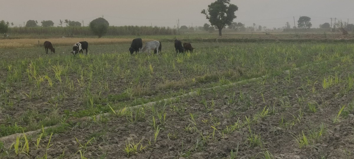 ,किसान की आय दोगूनी करने में मदद करते हूए आवारा पशू 😭🙏😔 कोई सुनवाई नही है District Shamli ( 247776) village Kaserwa kalan #Helpfarmer #CMYogiAdityanath